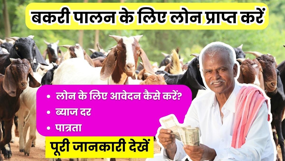 बकरी पालन के लिए लोन कैसे लें? यहाँ देखें पूरी प्रक्रिया, 50,000 रुपये से लेकर 40 लाख तक का लोन: Bakri Palan Loan